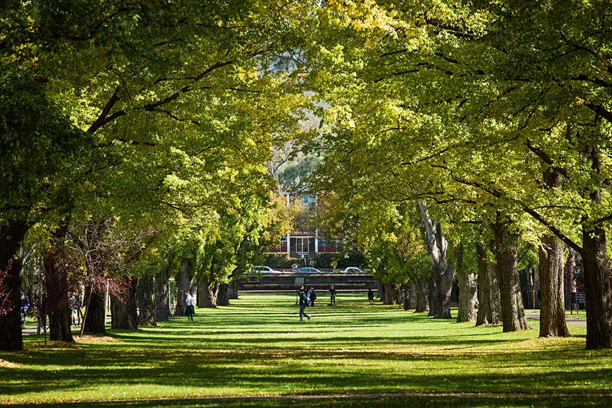 A row of green trees on the ANU Public Affairs campus.  