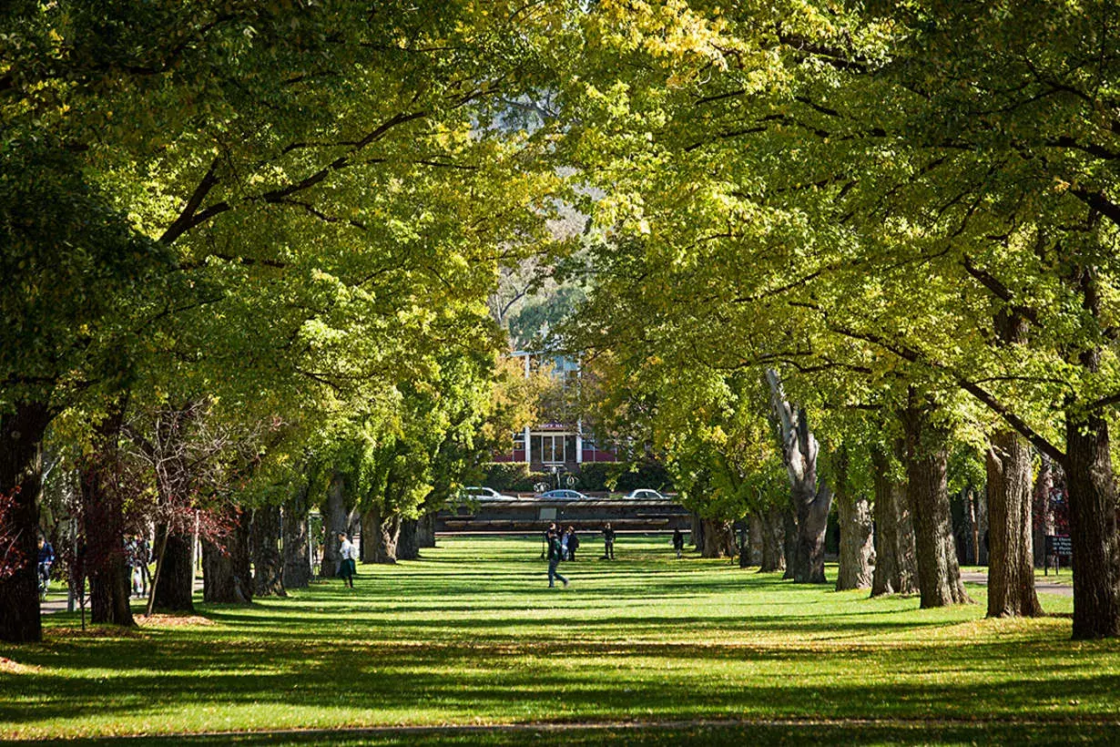 A row of green trees on the ANU Public Affairs campus.